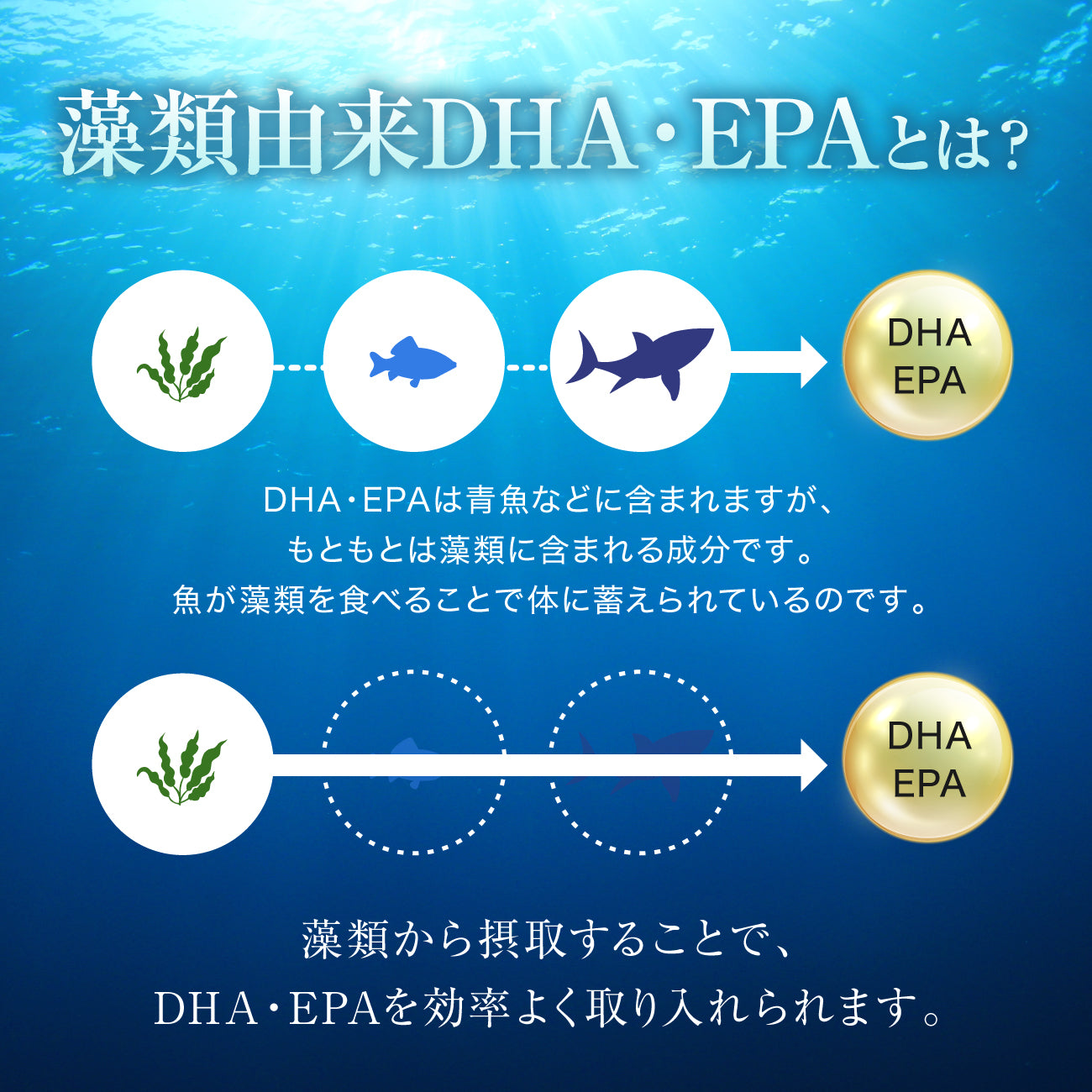 pure algae direct　100%藻類由来 DHA/EPA
